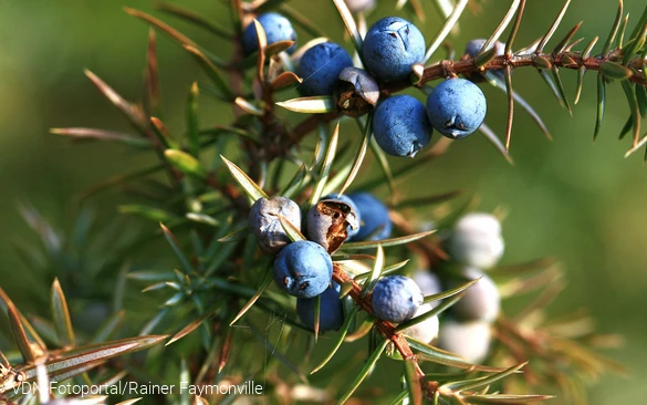 Wacholderbeeren