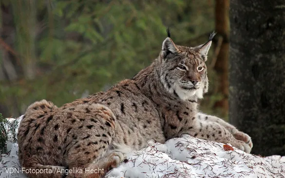 Luchs im Schnee
