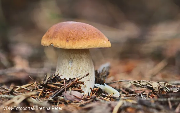 Steinpilz