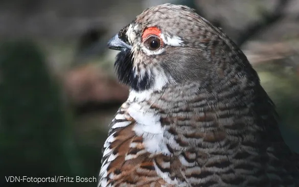 Haselhuhn
