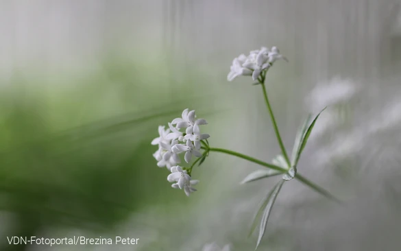 Waldmeisterblüte