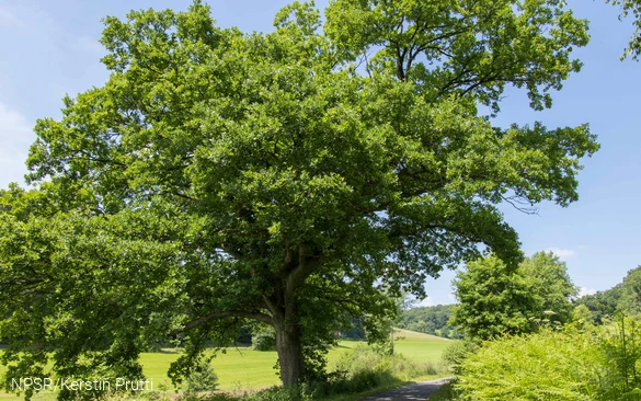 Für Spaziergänger bereitet diese Eiche bei Hützemert einen imposanten Anblick.