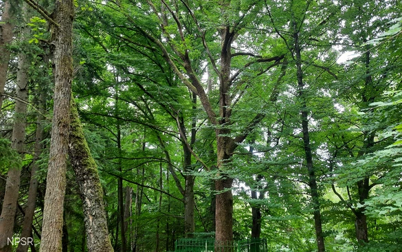 Friedrich-Vorlaender-Eiche in Allenbach