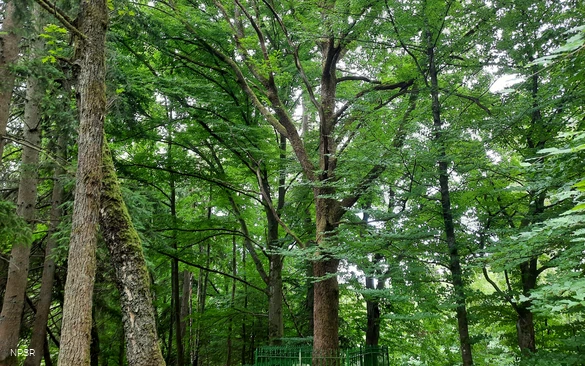 Friedrich-Vorlaender-Eiche in Allenbach