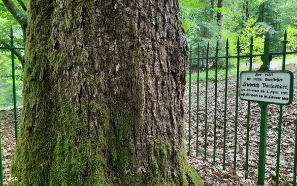Friedrich-Vorlaender-Eiche in Allenbach