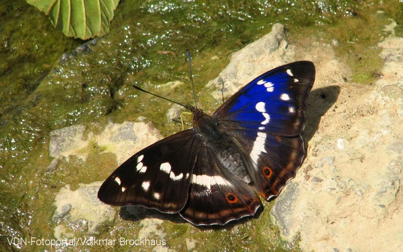 Schillerfalter am Fluss