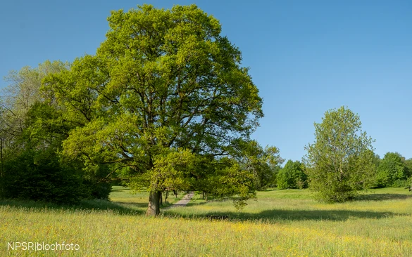 Eiche am Golfplatz im Berghäuser Tal
