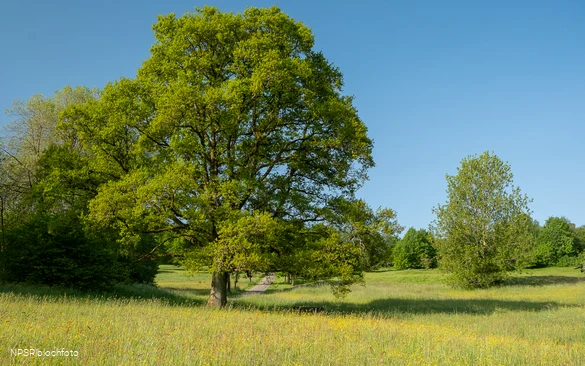 Eiche am Golfplatz im Berghäuser Tal