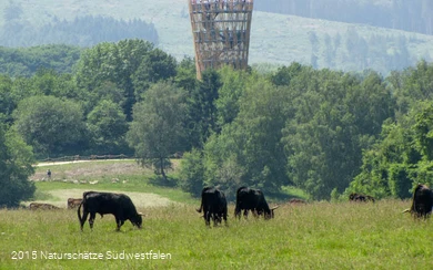 Rinder auf einer Wiese