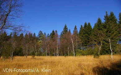 Karpatenbirken in einem Naturschutzgebiet