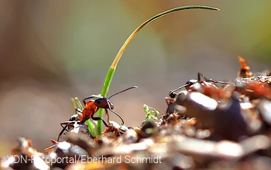 Rote Waldameise