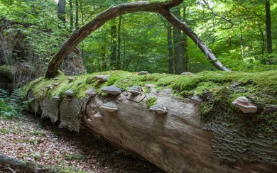 26_Luerwald Heinrich König Haupt.jpg