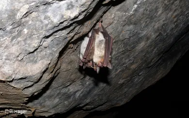 Fledermaus
