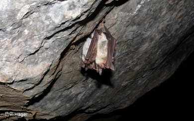 Fledermaus