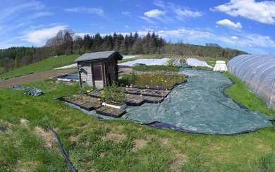 Ende April - die Bäume sind umgezogen und stehen nun auf Hof Woeste in Lüdenscheid