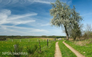 Blühende Holzbirne bei Altenwenden