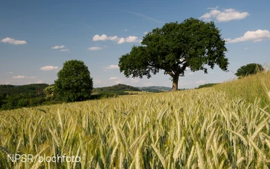 Eiche bei Amecke, Sundern