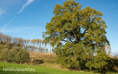 Eiche bei Gut Bäingsen, Hemer