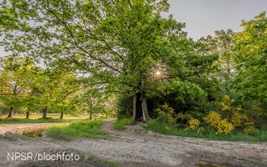 Eiche in der Trupbacher Heide, Freudenberg