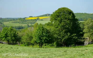 Buche "Im Roland" bei Iserlohn