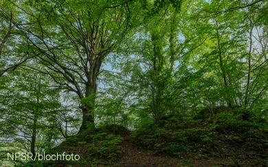 Buche im Naturschutzgebiet Breiter Hagen bei Grevenbrück, Lennestadt