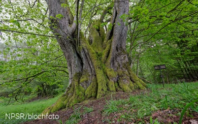 Gerichtslinde im NSG Stilleking bei Neuenhof