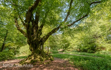 Dicke Buche am Alten Heck