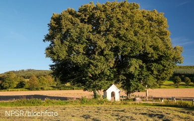 Linde an der Nothelferkapelle
