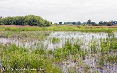 Lanschaft der Ahsewiesen