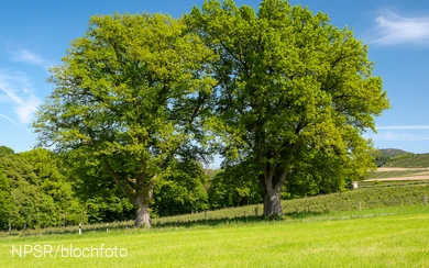 Eiche bei Gevelinghausen