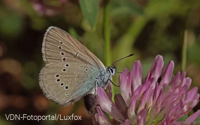 Rotklee als Futterpflanze