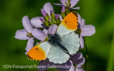 Das Männchen des Aurorafalters