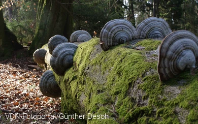 Zunderschwämme an einem umgestürzten Baum