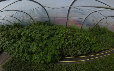 Anfang September 2024