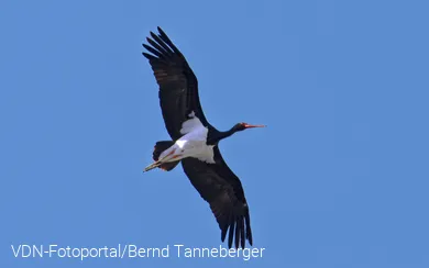 Schwarzstorch im Flug