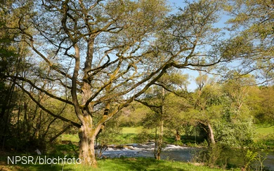 Erle an der Ederaue, Bad Berleburg