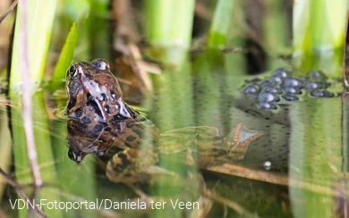 Grasfrosch mit Laich