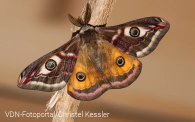 Das Männchen des Kleinen Nachtpfauenauges