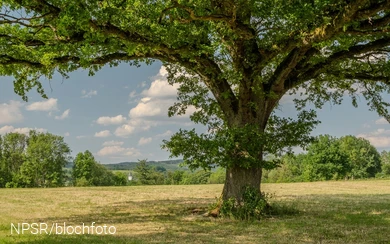 Eiche bei Schönholthausen, Finnentrop