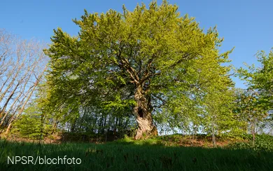 Buche am Rauhen Busch_2