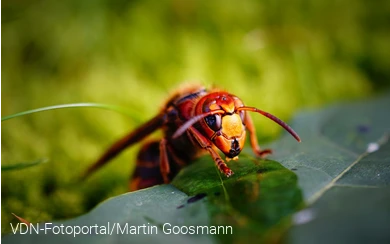 Hornisse beim Trinken
