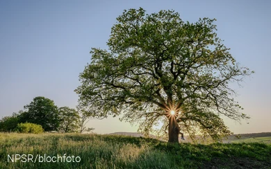 Stieleiche bei Grafschaft