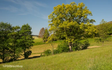 Goldige Ansichten in Bad Berleburg