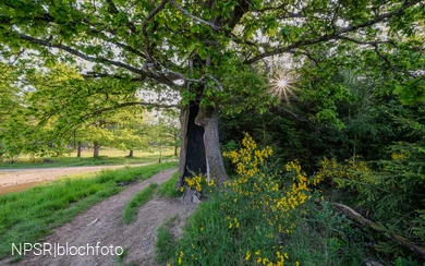 Eiche auf der Trupbacher Heide