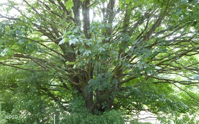 Bergahorn im Erndtebrücker Ortsteil Balde