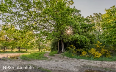 Eiche auf der Trupbacher Heide