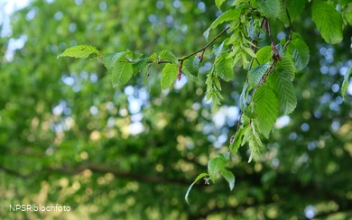Hainbuche im Langenbachtal