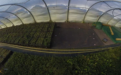 Mitte Januar - es ist weiterhin Vegetationsruhe