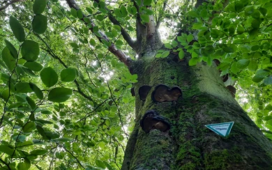 Rotbuche an der Leimbachquelle