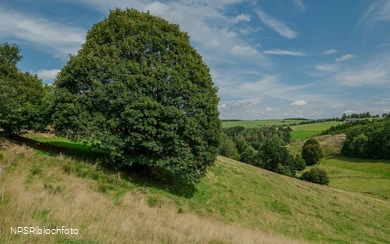 Bergahorn im Erndtebrücker Ortsteil Balde